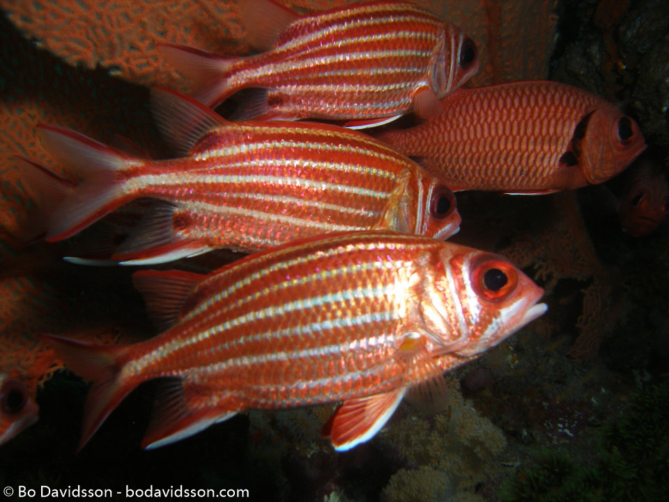 BD-070401-Similan-4010918-Sargocentron-spinosissimum-(Temminck---Schlegel.-1843)-[North-Pacific-squirrelfish].jpg